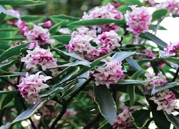 养殖方法|瑞香花的养殖方法和注意事项（怎么养护瑞香盆栽才开花）