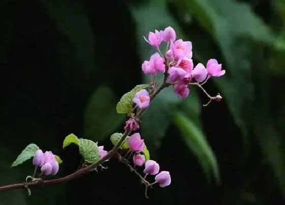 植物百科|爬藤的花卉有哪些