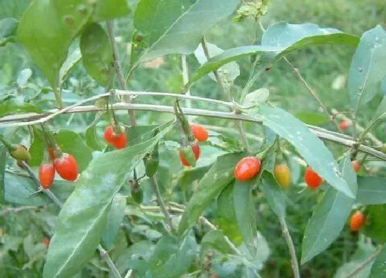 植物百科|枸杞叶是什么季节的菜