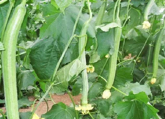 种植管理|丝瓜种植时间与生长周期