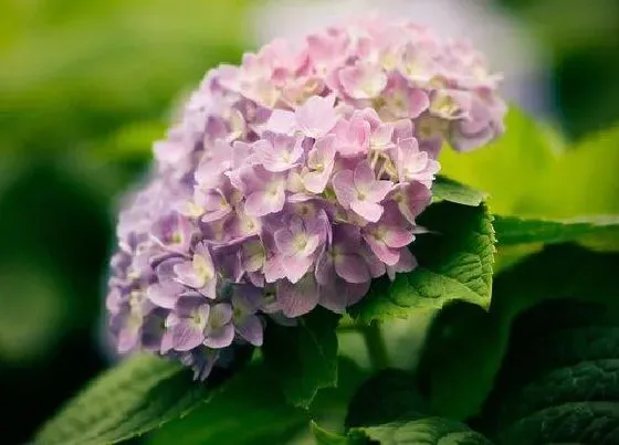 开花时间|绣球花多久才开花一次