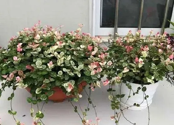 植物排行|夹竹桃科植物有哪些