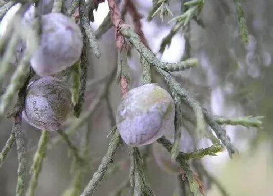 植物种类|圆柏是种子植物吗