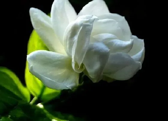 种植管理|茉莉花怎么栽种 刚买回来的茉莉花栽培方法