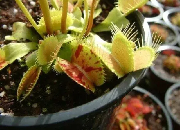 养殖方法|食蚊草怎么养殖方法