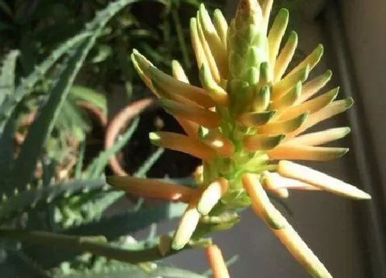 开花时间|芦荟养多久才能开花 养几年会开花