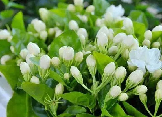种植管理|茉莉花怎么栽种 刚买回来的茉莉花栽培方法