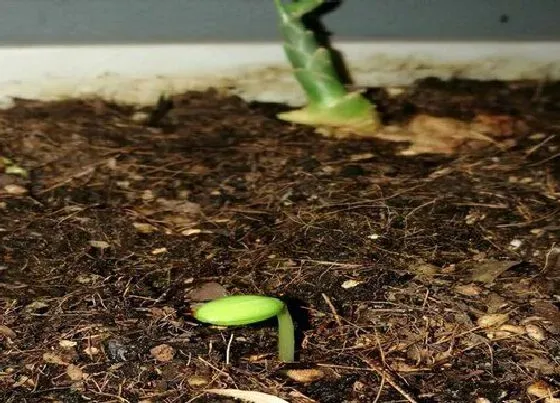 种植管理|西瓜籽发芽后怎么栽种 西瓜种子催芽后播种方法