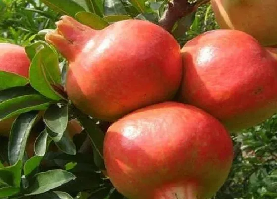 种植位置|石榴树可以种在院子里吗