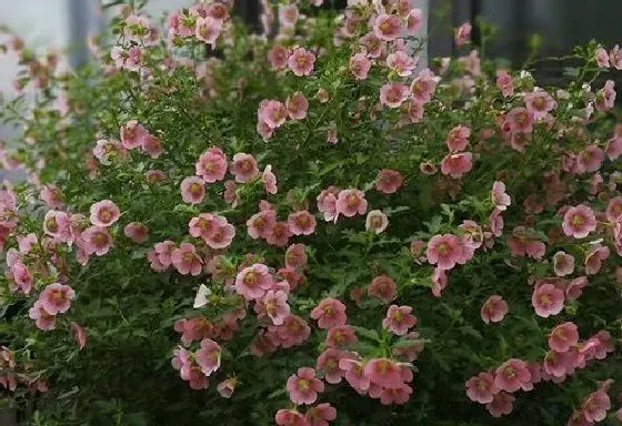 植物种类|木槿是乔木还是灌木 属于什么类植物