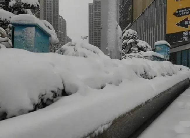 冬天植物|湖南大雪多地宣布停课放假（因为下大雪学校通知停课）