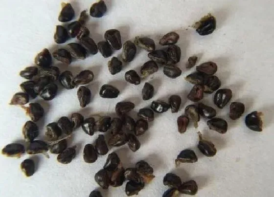 植物播种|仙人掌种子什么时候播种最好