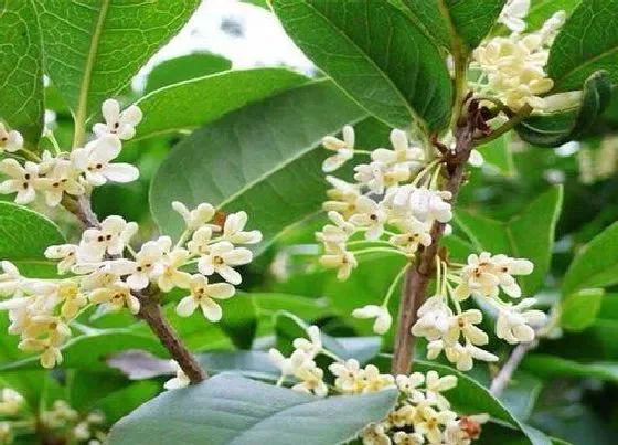 种植长叶|桂花树不长叶子怎么办
