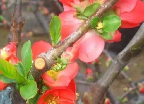 花卉百科|春天开的花有哪些（花名） 春季里的花有什么花