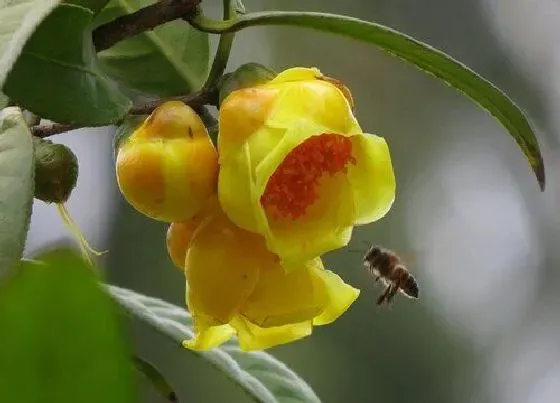 种植百科|金茶花什么季节种植最好 金茶花的种植时间和方法