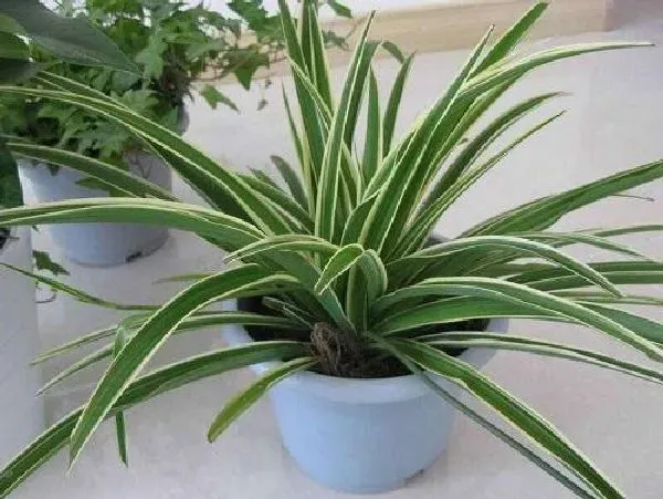 植物浇水|吊兰浇水要浇透吗 浇水浇多少合适