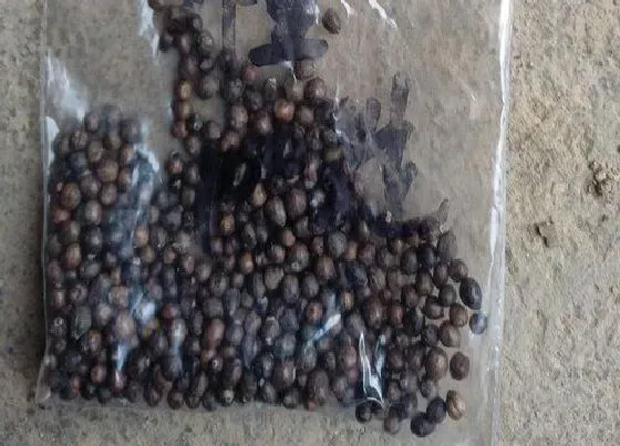 植物百科|木槿花有种子吗