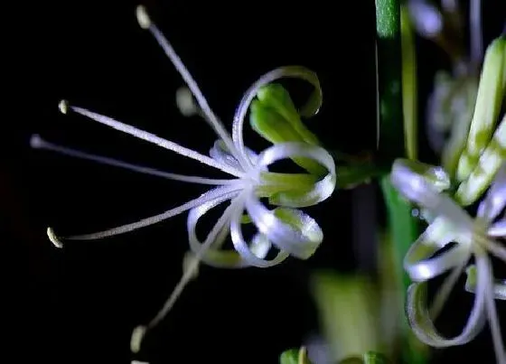 植物百科|虎皮剑开花吗 开花什么样子