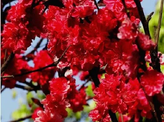 植物种类|红叶李是乔木还是灌木 属于什么类植物