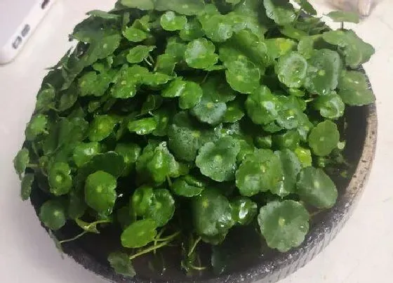 植物百科|金钱草在农村叫什么