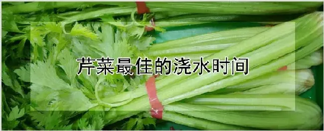 芹菜最佳的浇水时间 | 种植技术