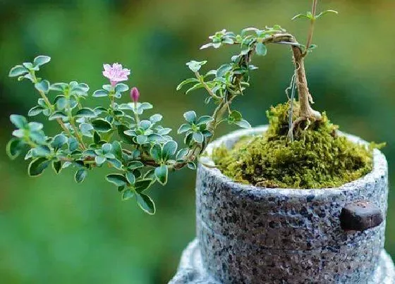 植物修剪|六月雪什么时候剪枝合适