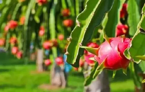 植物播种|火龙果种子怎么种植 种植时间与方法全过程