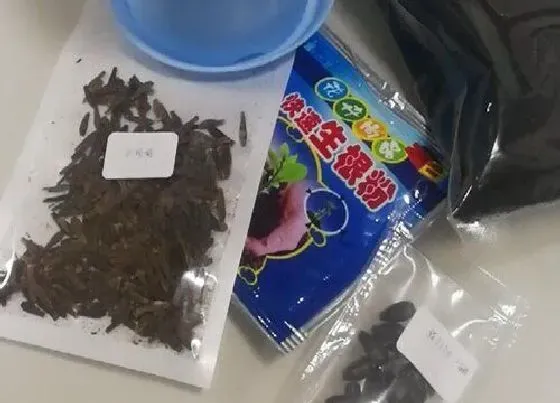 植物百科|乒乓菊有种子吗