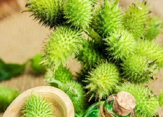 植物百科|苍耳生长在什么地方