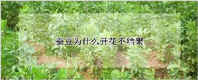 蚕豆为什么开花不结果 | 农业技术