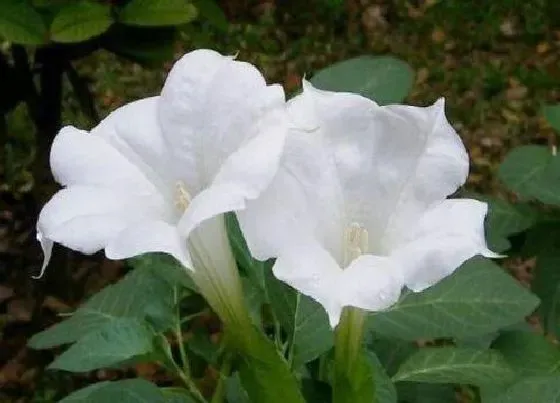 种植管理|曼陀罗花几月份种植合适
