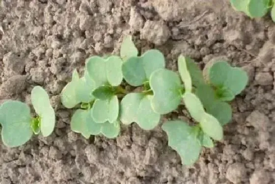 种植管理|大白菜适合什么时候种植，露地大白菜种植时间和方法）