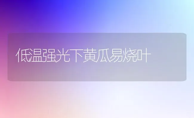 低温强光下黄瓜易烧叶 | 蔬菜种植
