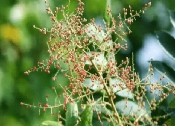 开花时间|五倍子什么时候开花  花期时间是几月