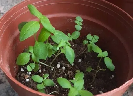 摆放常识|厨房放什么植物好 适合摆放厨房植物