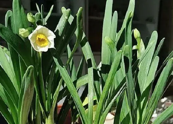 植物百科|水仙花的生长变化情况（水仙花从小到大的生长过程）