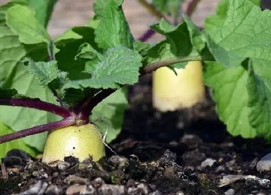 种植方法|北方萝卜种植时间和方法 栽培方法与管理要点