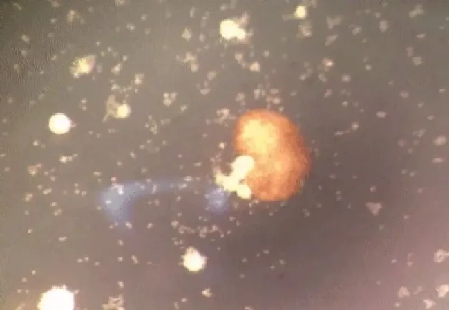 植物百科|全球首个活体机器人诞生了 活体机器人实现自我繁衍