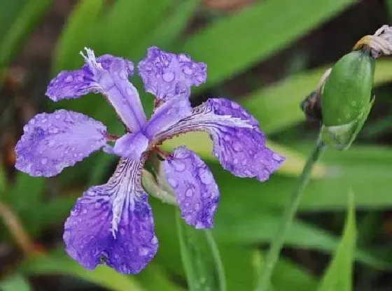 开花时间|蓝蝴蝶一年开几次花 花期月份与时间