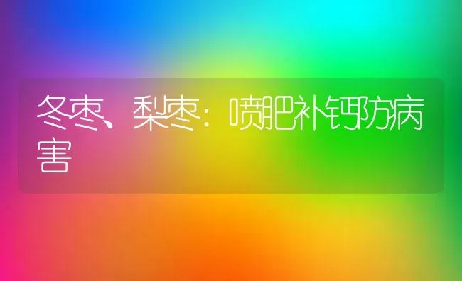 冬枣、梨枣：喷肥补钙防病害 | 瓜果种植