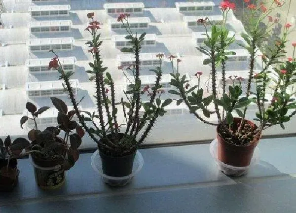植物扦插|海棠花插枝能活吗