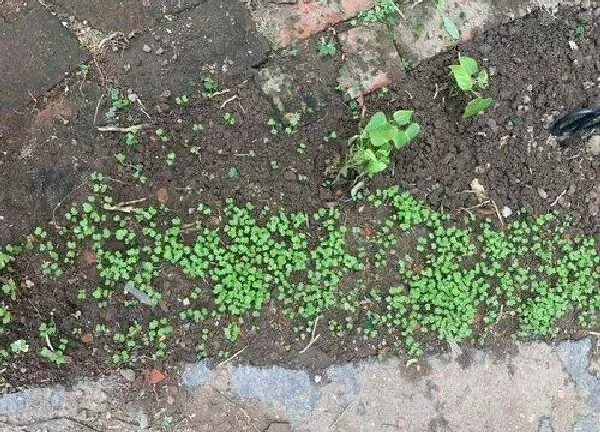 植物发芽|鸡毛菜种子多久发芽