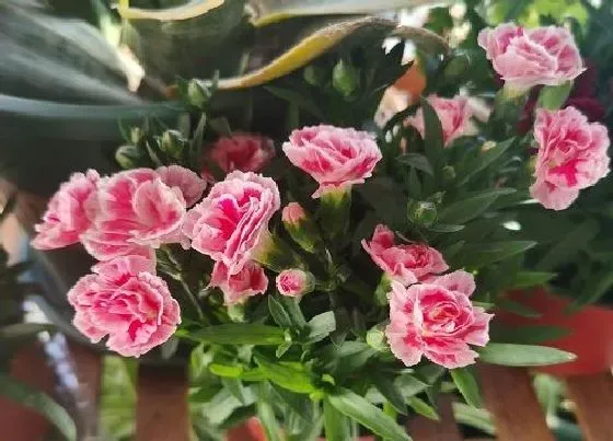 植物毒性|小康乃馨有毒吗 可以放在室内养吗