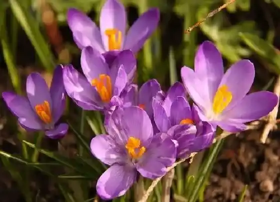 花语|什么花代表我爱你