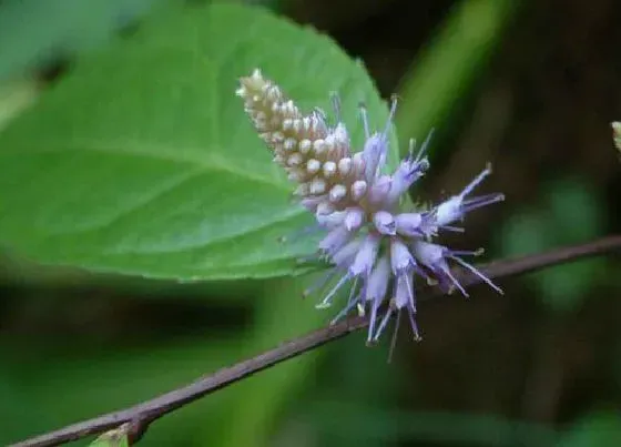 植物排行|玄参科植物有哪些