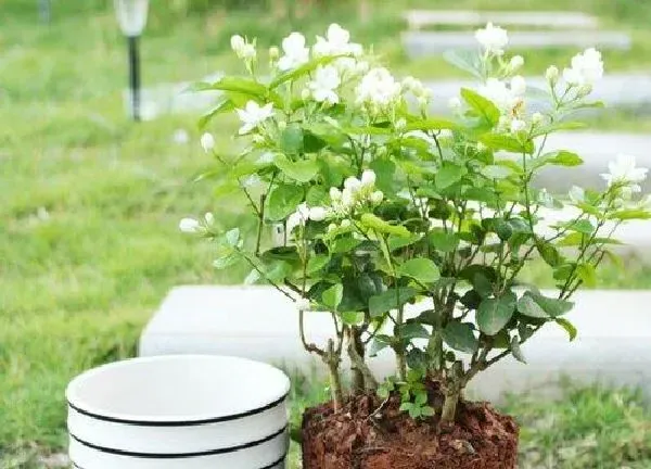 植物浇水|茉莉花可以浇淘米水吗