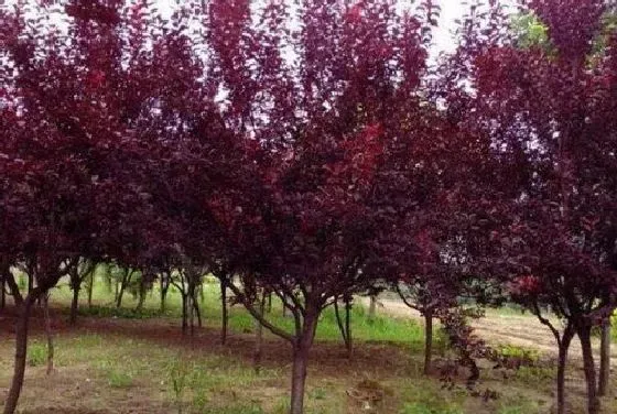植物种类|红叶李是乔木还是灌木 属于什么类植物