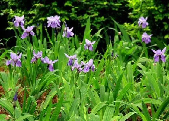 植物毒性|鸢尾有毒吗 可以放在室内养吗