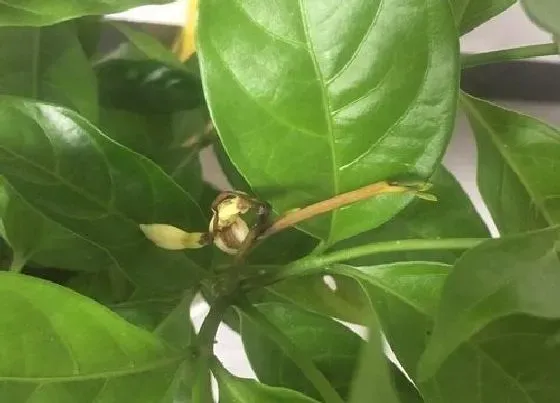 植物排行|夹竹桃科植物有哪些