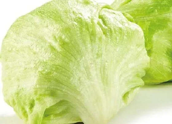 食用科普|西生菜可以生吃吗